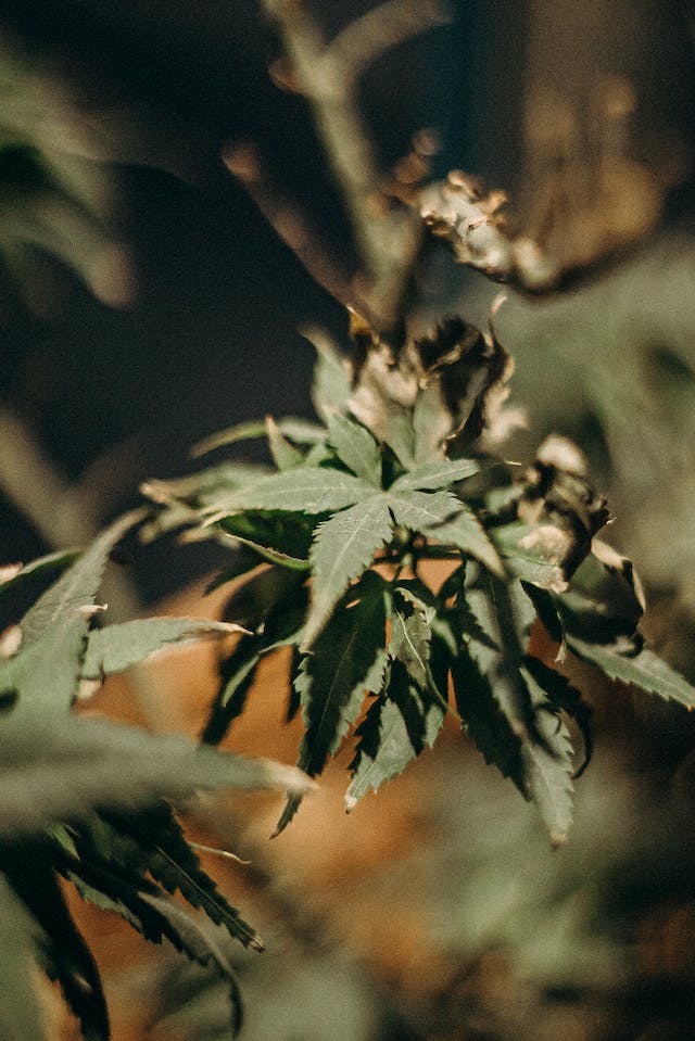 Cannabis et Bien-Être : Une Approche Naturelle pour Améliorer votre Santé
