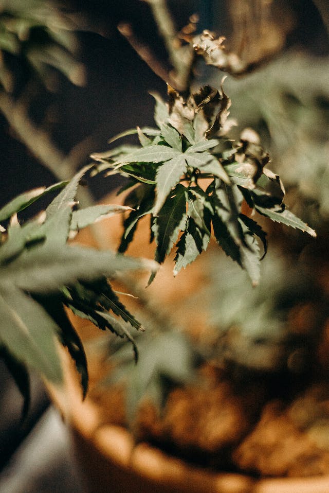 CBD Contre l’Anxiété: Une Approche Holistique pour la Sérénité