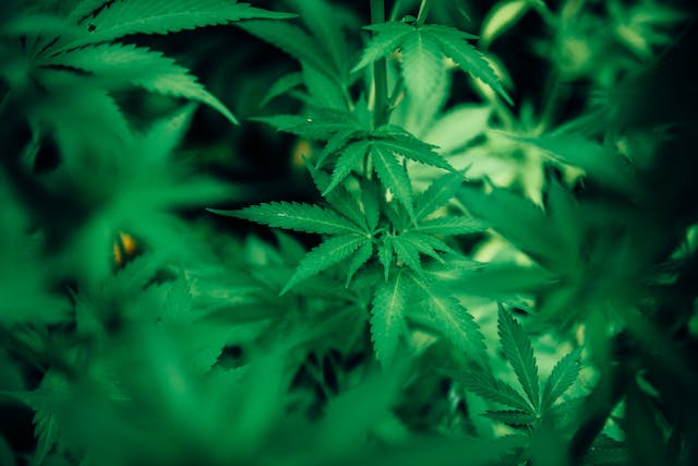 Les Incontournables des Édibles : Guide du Débutant pour les Friandises au Cannabis