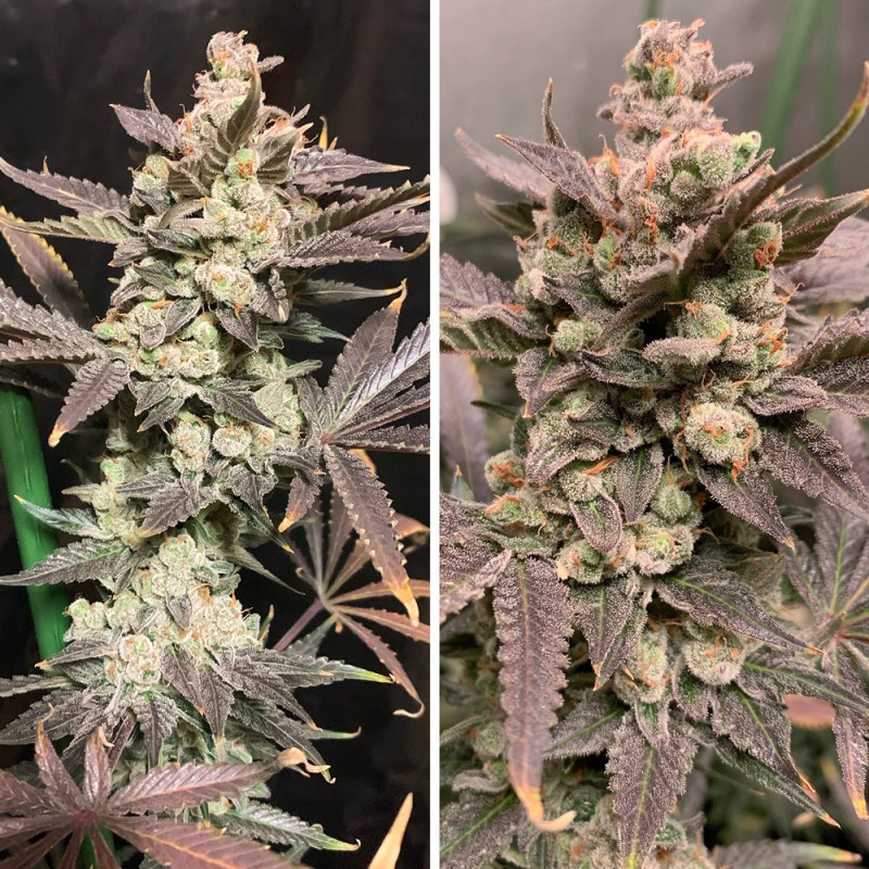Golden Apple : Découvrez la Varitété de Cannabis au Goût Unique